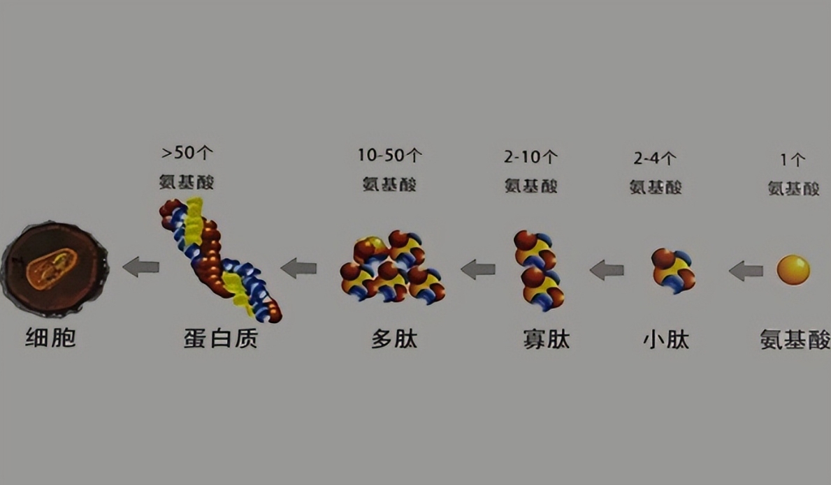 酶解在蛋白多肽生產中有什么特別之處