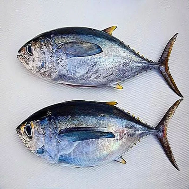 金槍魚(yú)