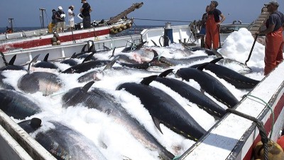 生產金槍魚肽選用哪款酶制劑？