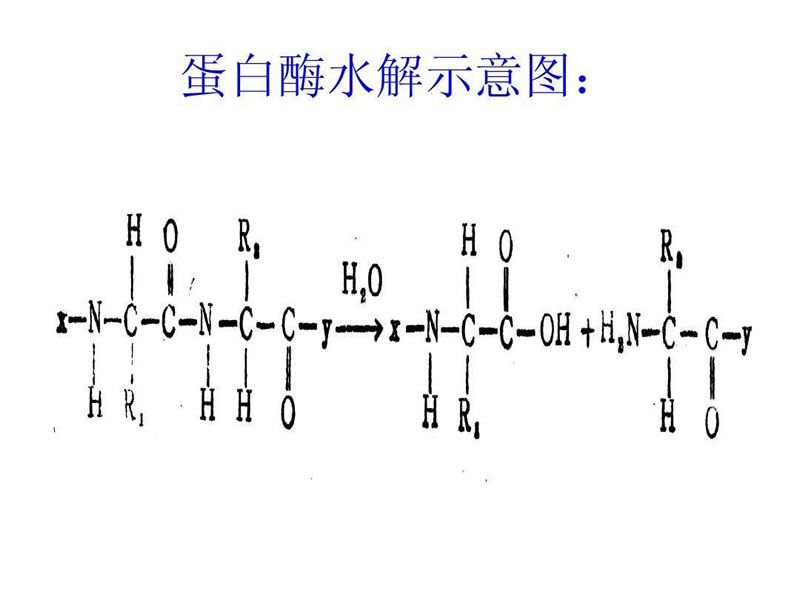 蛋白酶水解