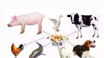 減抗、替抗、禁抗時代的飼料添加劑